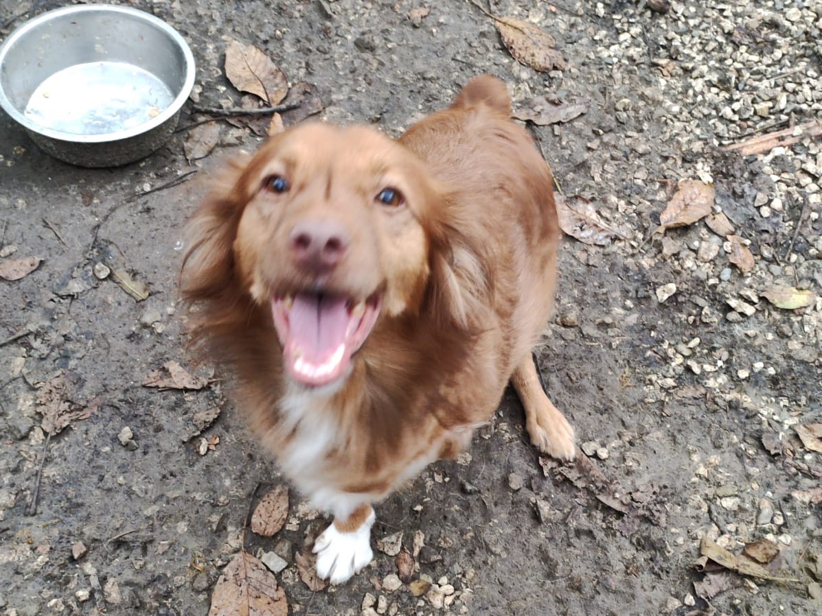 Adotta un cane, maschio, 5 anni  e 4 mesi , Benevento