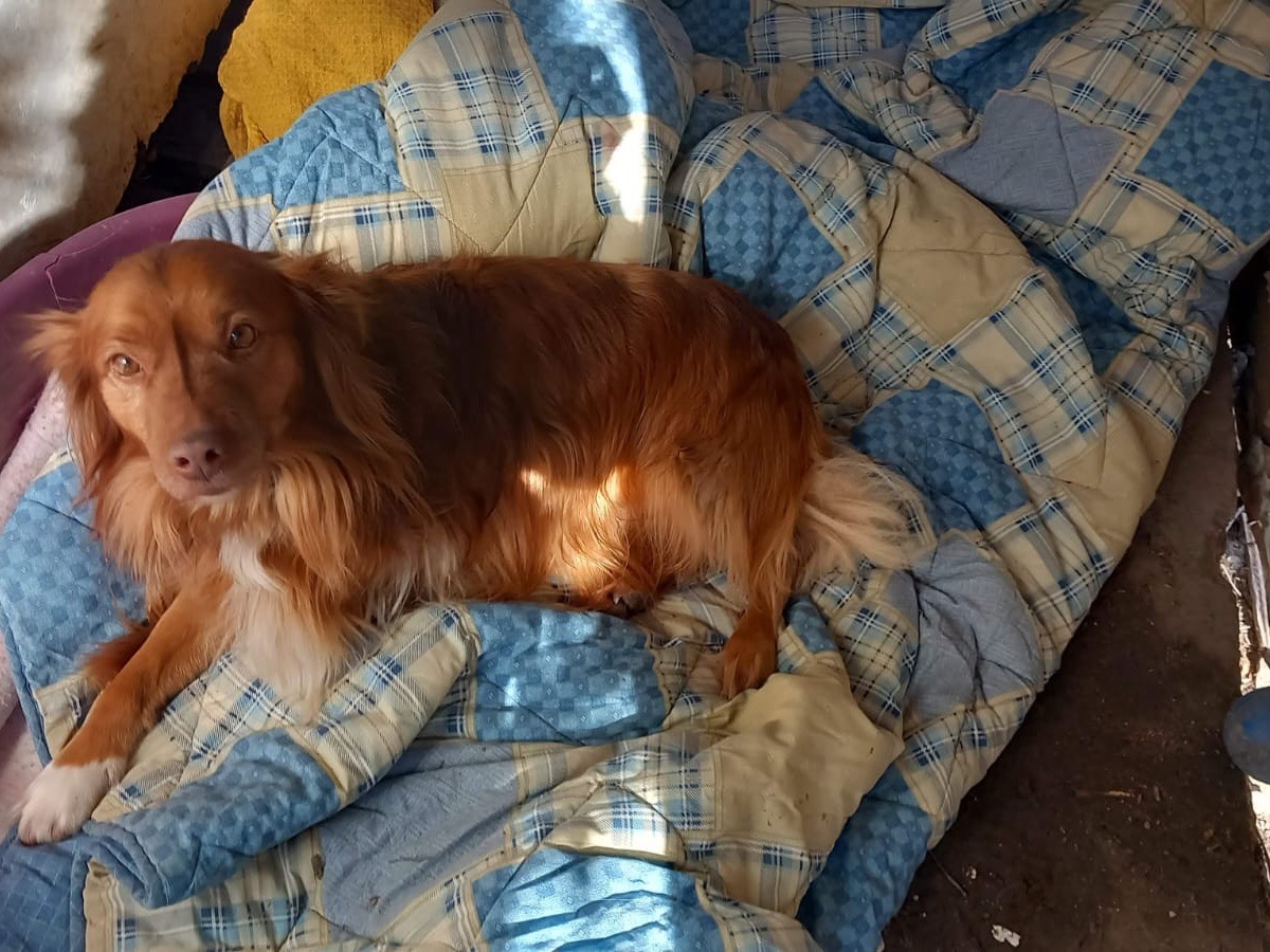 Vuoi adottare un cane a Benevento?