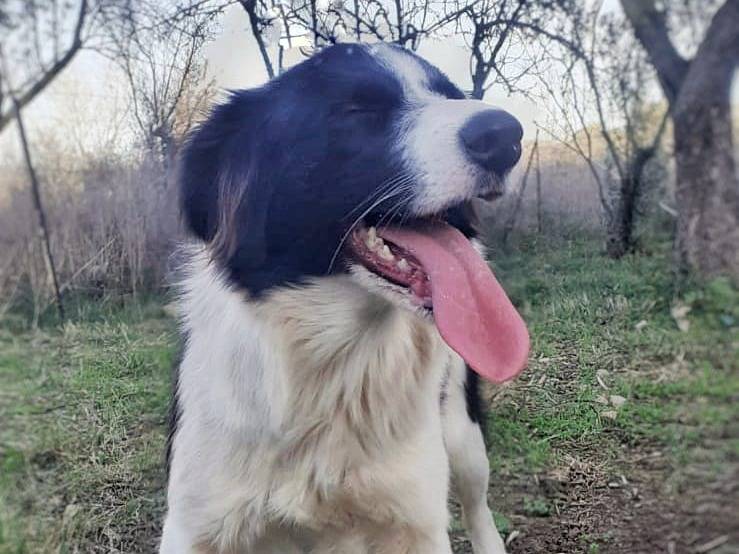 Adotta un cane, femmina, 3 anni e 1 mese, Crotone