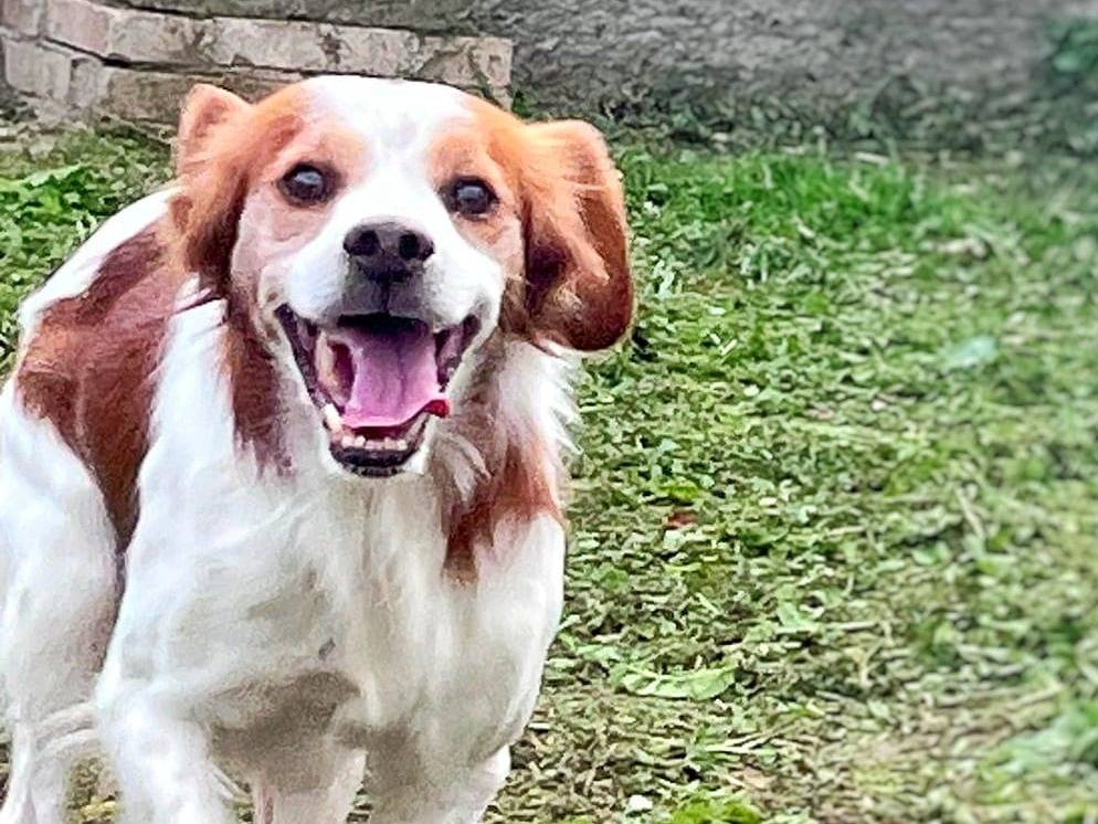 Adozione cane, maschio, Breton, 8 anni e 2 mesi, taglia media, Crotone