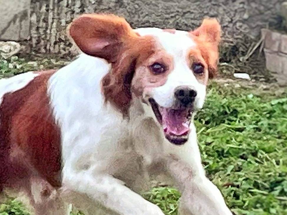 Adotta un cane, maschio, 8 anni e 2 mesi, Crotone