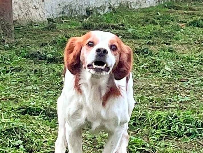 Adotta un cane, taglia media, maschio, Crotone