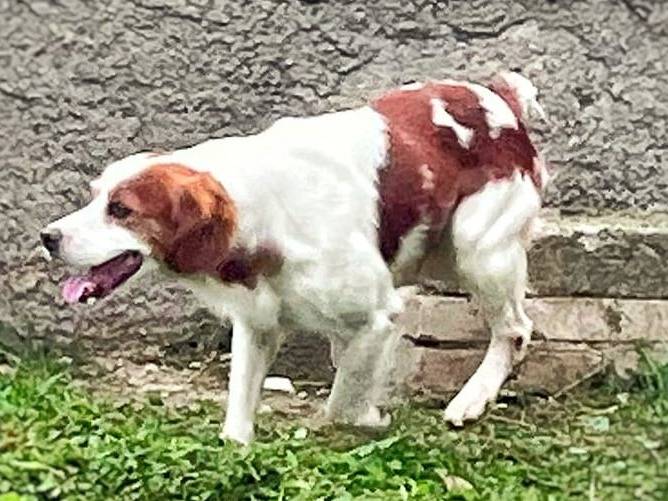 Vuoi adottare un cane a Crotone?