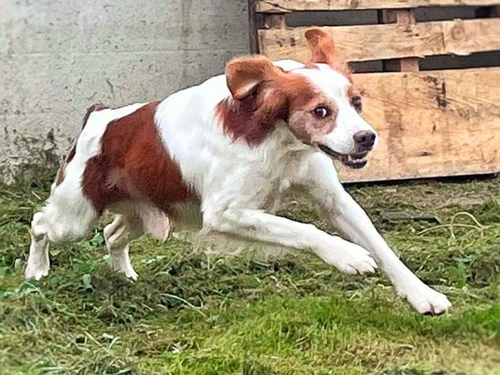 Adotta il cane CIRO  a Crotone