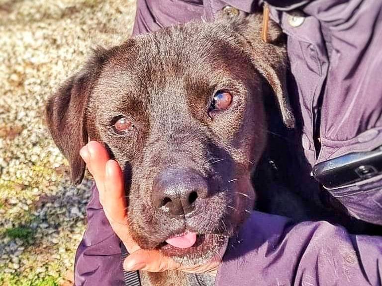 Adozione cane, femmina, meticcio, 8 anni, taglia media, Pavia