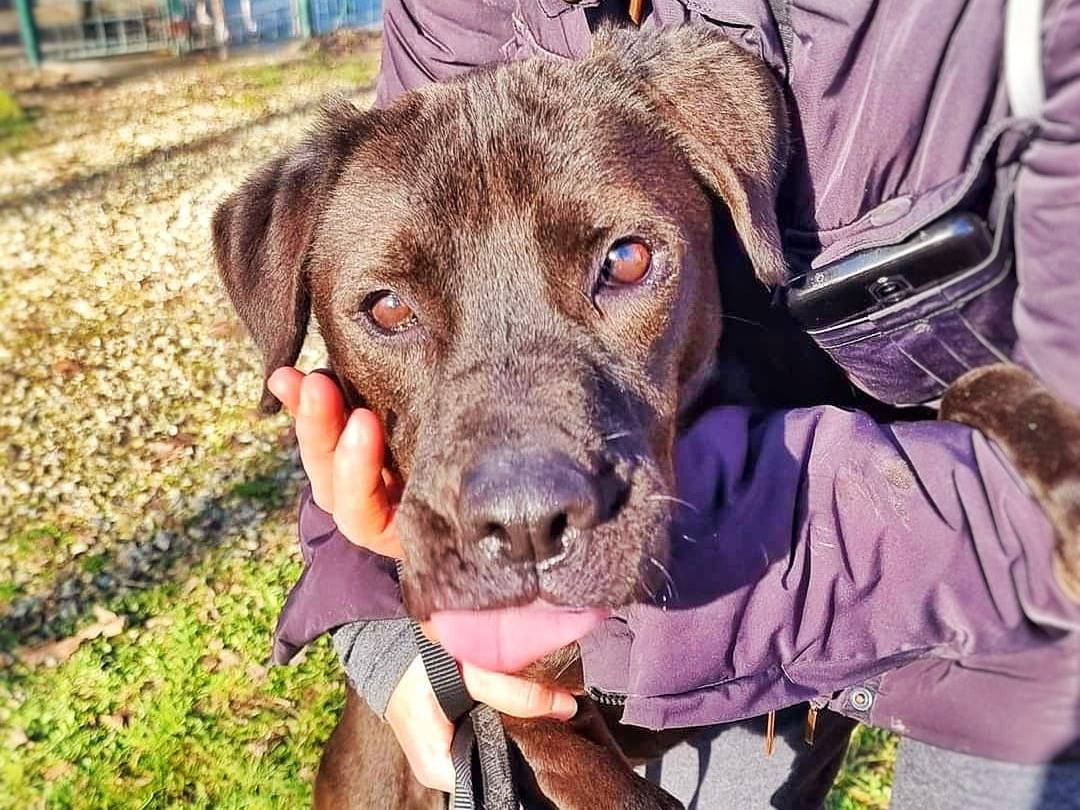 Adotta un cane, femmina, 8 anni, Pavia