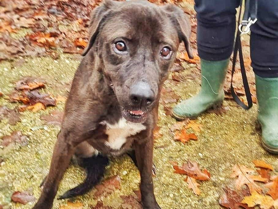 Adotta un cane, taglia media, femmina, Pavia