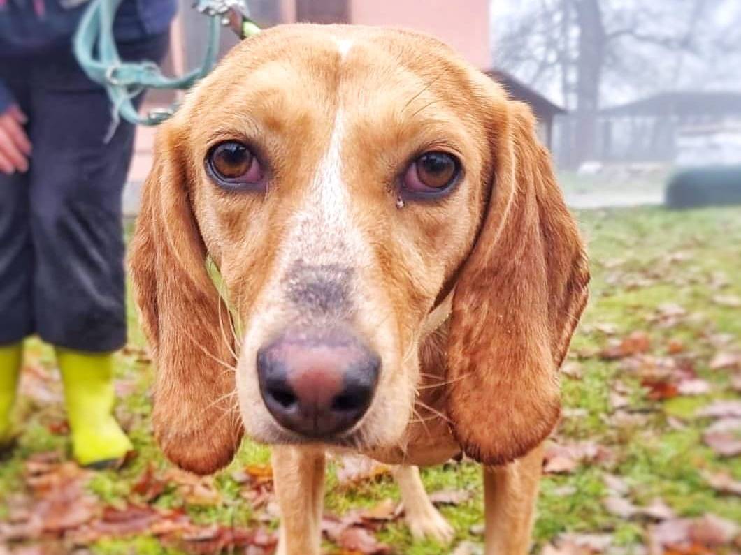 Adozione cane, femmina, Segugio, 4 anni, taglia media, Pavia