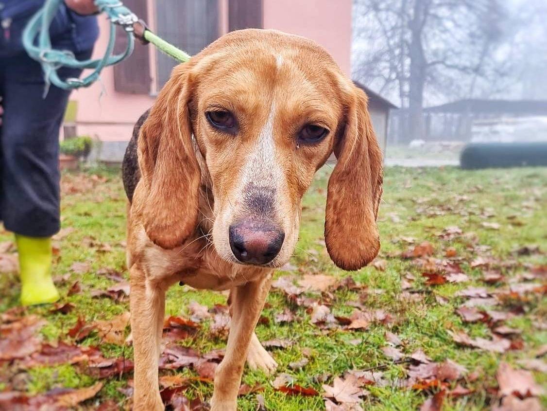 Adotta un cane, femmina, 4 anni, Pavia