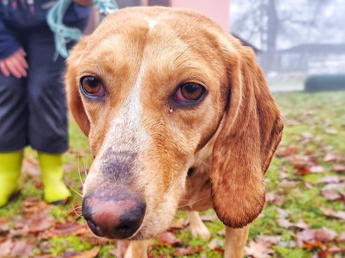 Adotta un cane, taglia media, femmina, Pavia