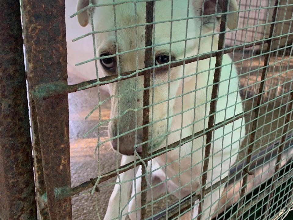 Foto 2 dell'animale
