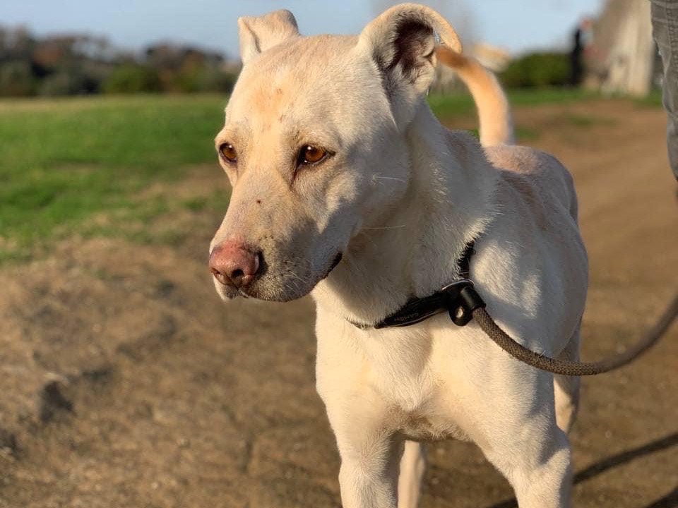 Adotta il cane Zula a Roma