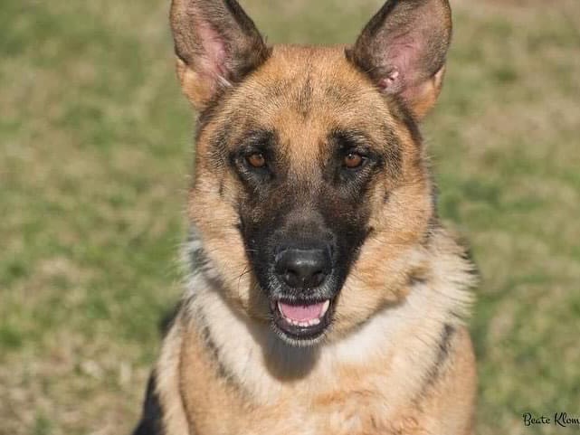Adozione cane, femmina, Pastore tedesco, 9 anni  e 5 mesi , taglia grande, Roma