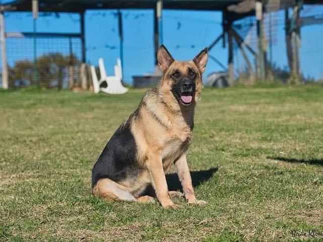 Adotta un cane, femmina, 9 anni  e 5 mesi , Roma