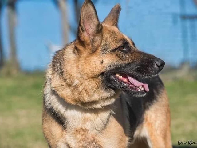 Adotta un cane, taglia grande, femmina, Roma
