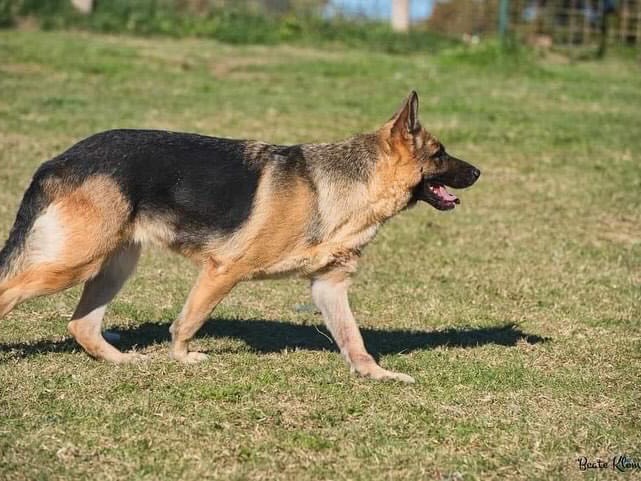 Vuoi adottare un cane a Roma?