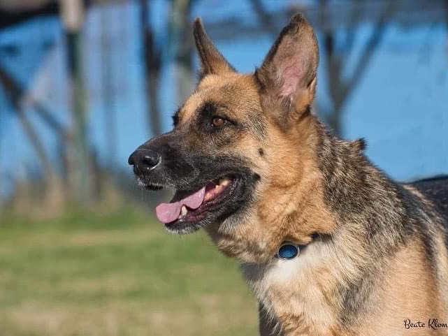 Adotta il cane Kenya a Roma