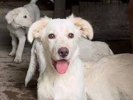 Adotta un cane, maschio, 2 anni , Caserta