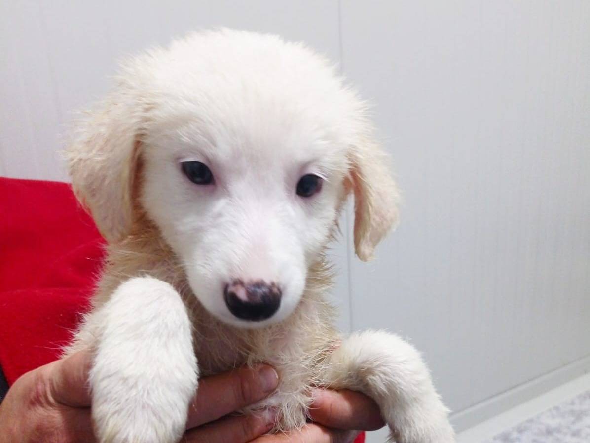 Adotta un cane, femmina, 2 anni e 4 mesi, Cosenza