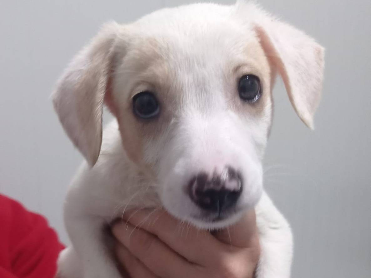 Adozione cane, femmina, meticcio, 2 anni e 4 mesi, taglia media contenuta, Cosenza