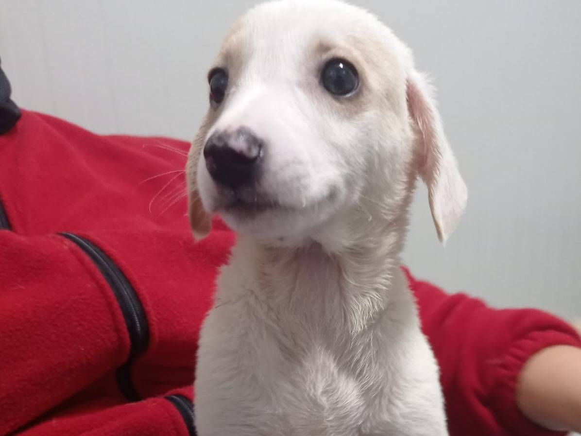 Adotta un cane, femmina, 2 anni e 4 mesi, Cosenza