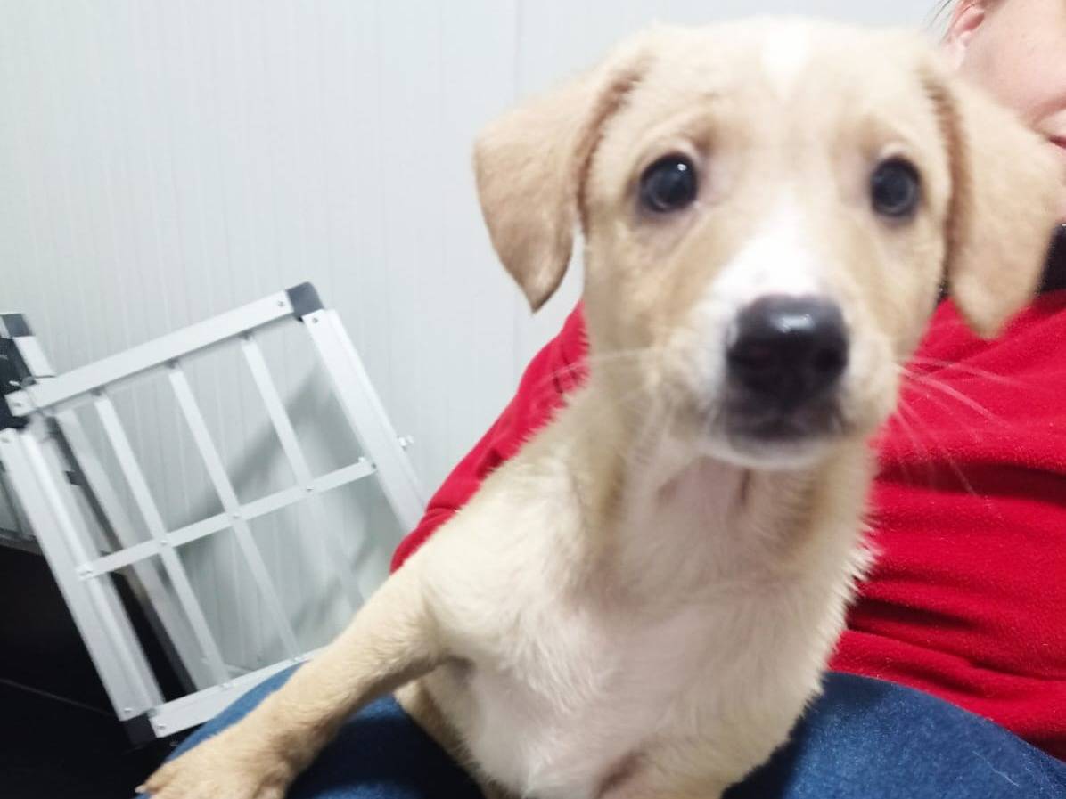 Adozione cane, maschio, meticcio, 2 anni e 4 mesi, taglia media contenuta, Cosenza