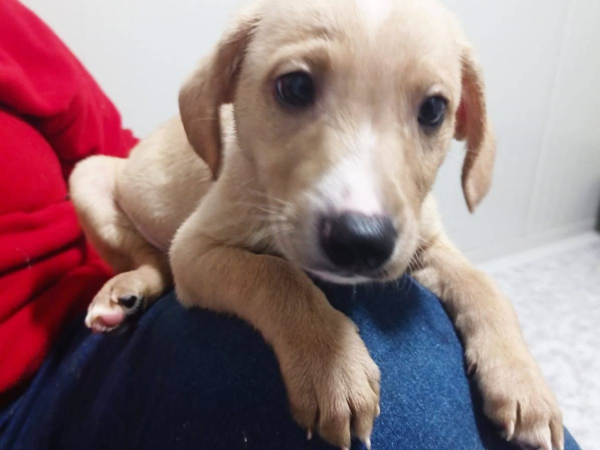 Adotta un cane, maschio, 2 anni e 4 mesi, Cosenza