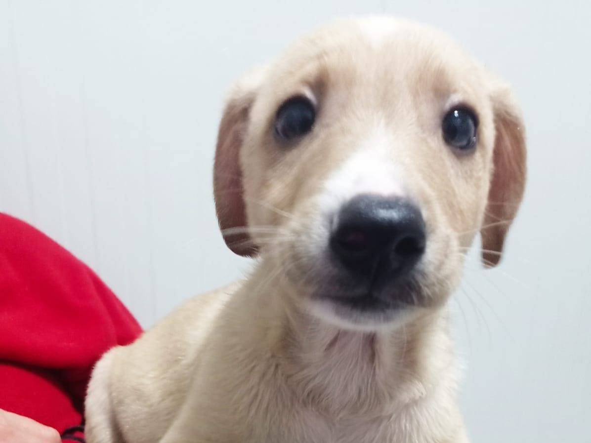 Adotta un cane, taglia media contenuta, maschio, Cosenza