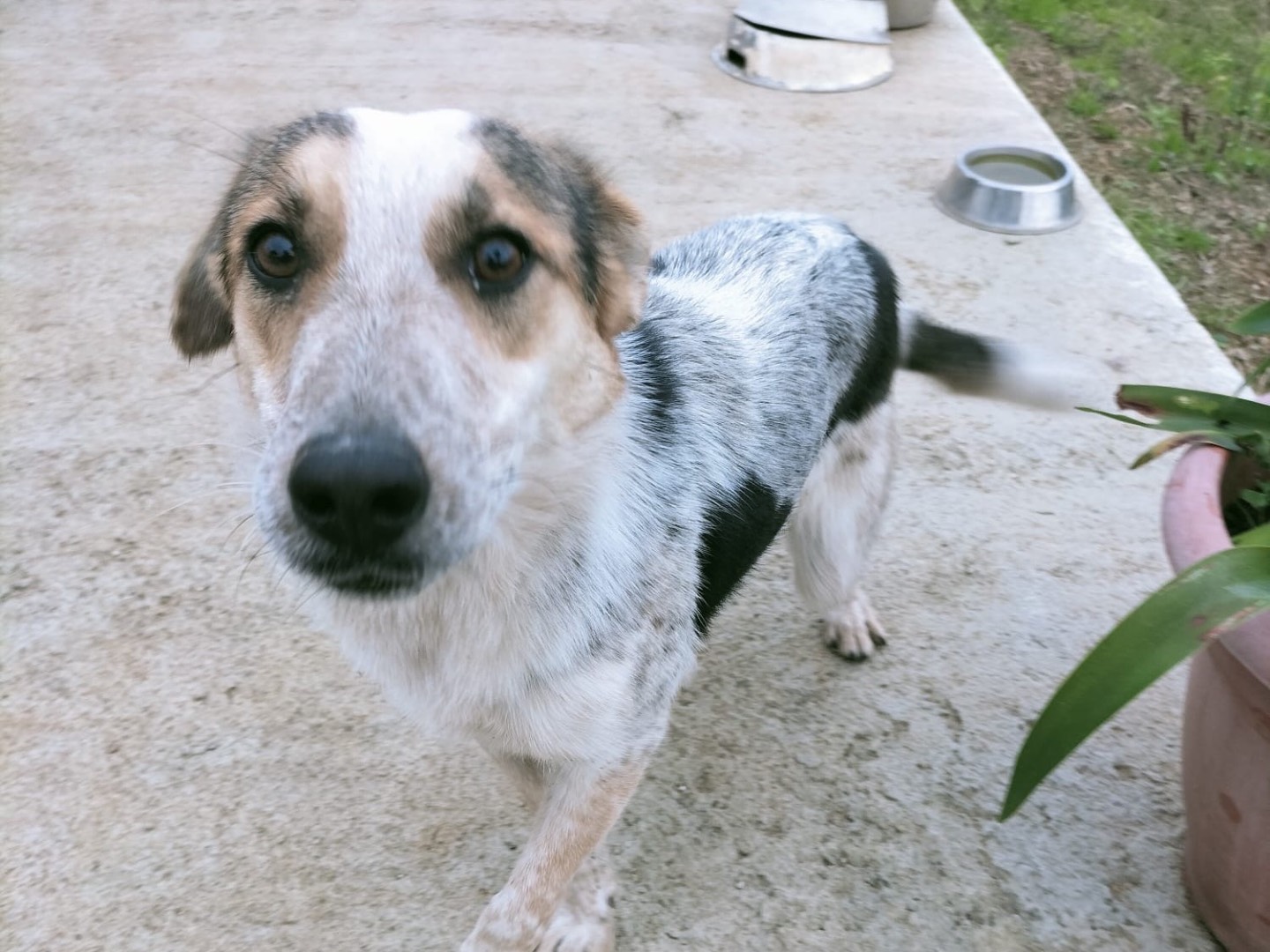 Adotta un cane, femmina, 2 anni  e 2 mesi , Vibo