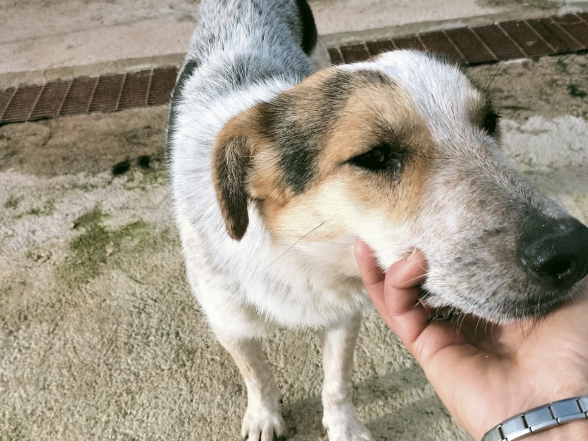Adotta un cane, taglia media contenuta, femmina, Vibo