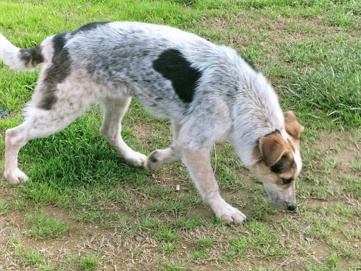 Vuoi adottare un cane a Vibo?