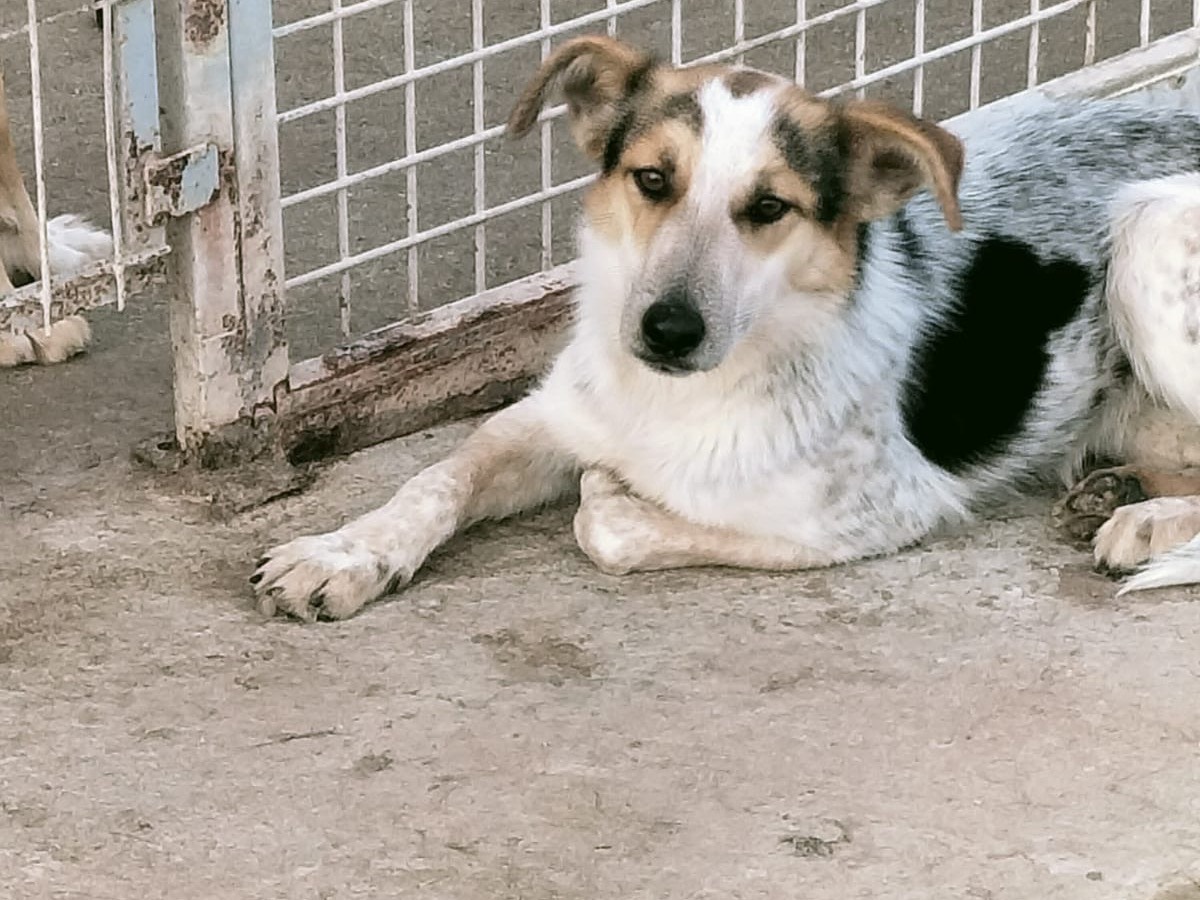 Adotta il cane DOROTHY a Vibo