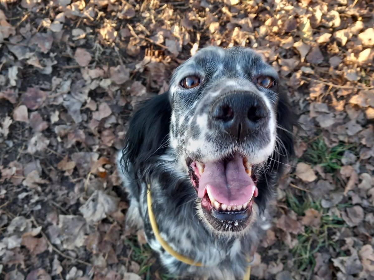 Adozione cane, femmina, Setter Inglese, 7 anni e 8 mesi, taglia media, Milano