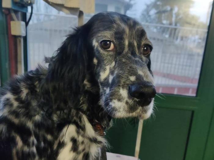 Adotta un cane, femmina, 7 anni e 8 mesi, Milano