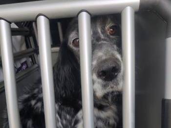 Adotta un cane, taglia media, femmina, Milano