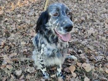 Vuoi adottare un cane a Milano?