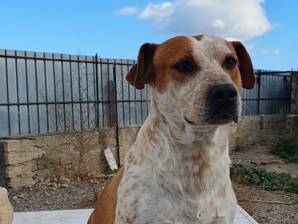 Adozione cane, femmina, meticcio, 7 anni e 8 mesi, taglia grande, Siracusa