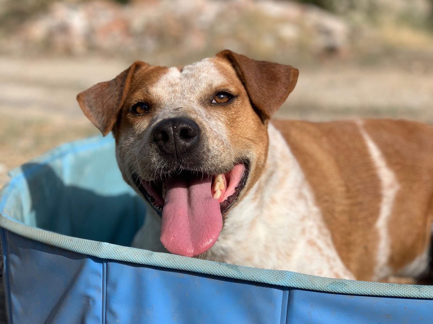 Adotta un cane, taglia grande, femmina, Siracusa