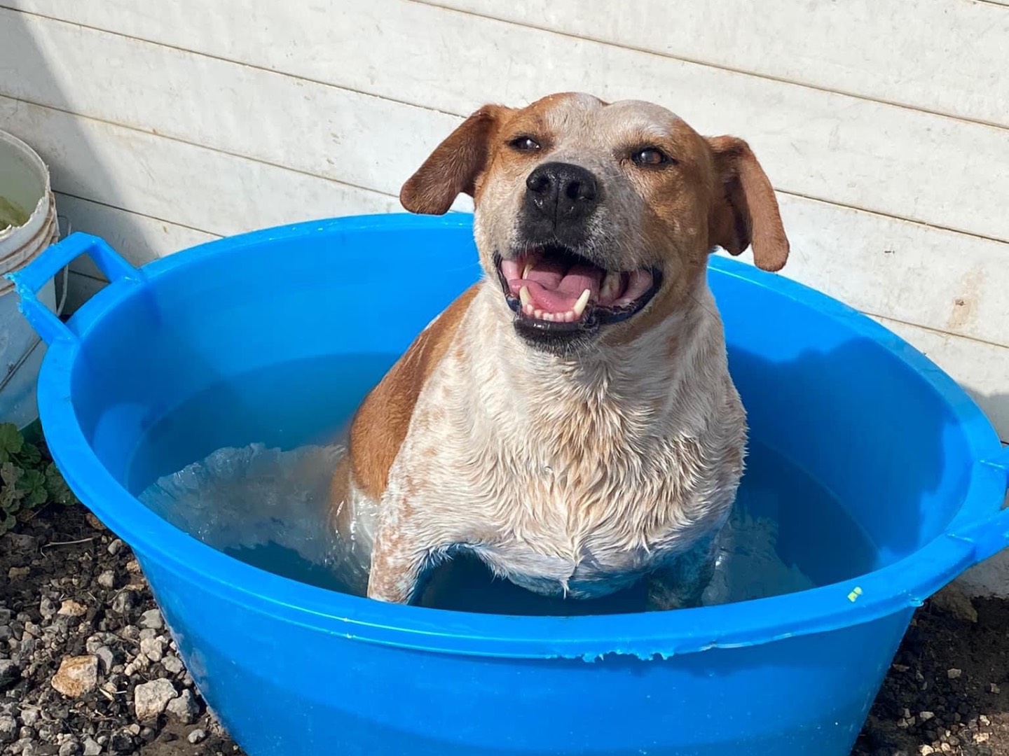 Vuoi adottare un cane a Siracusa?