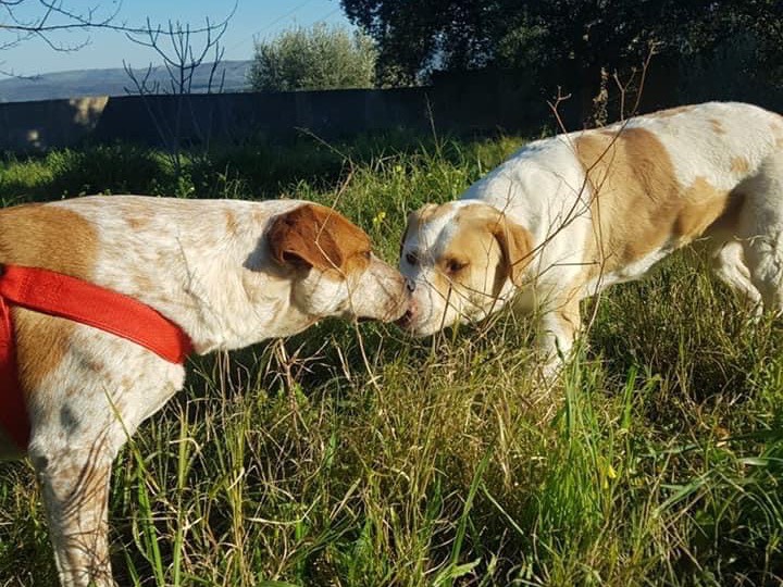 Adotta il cane Tonia a Siracusa