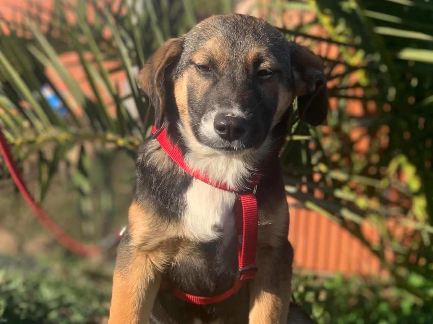 Adotta un cane, maschio, 2 anni, Siracusa