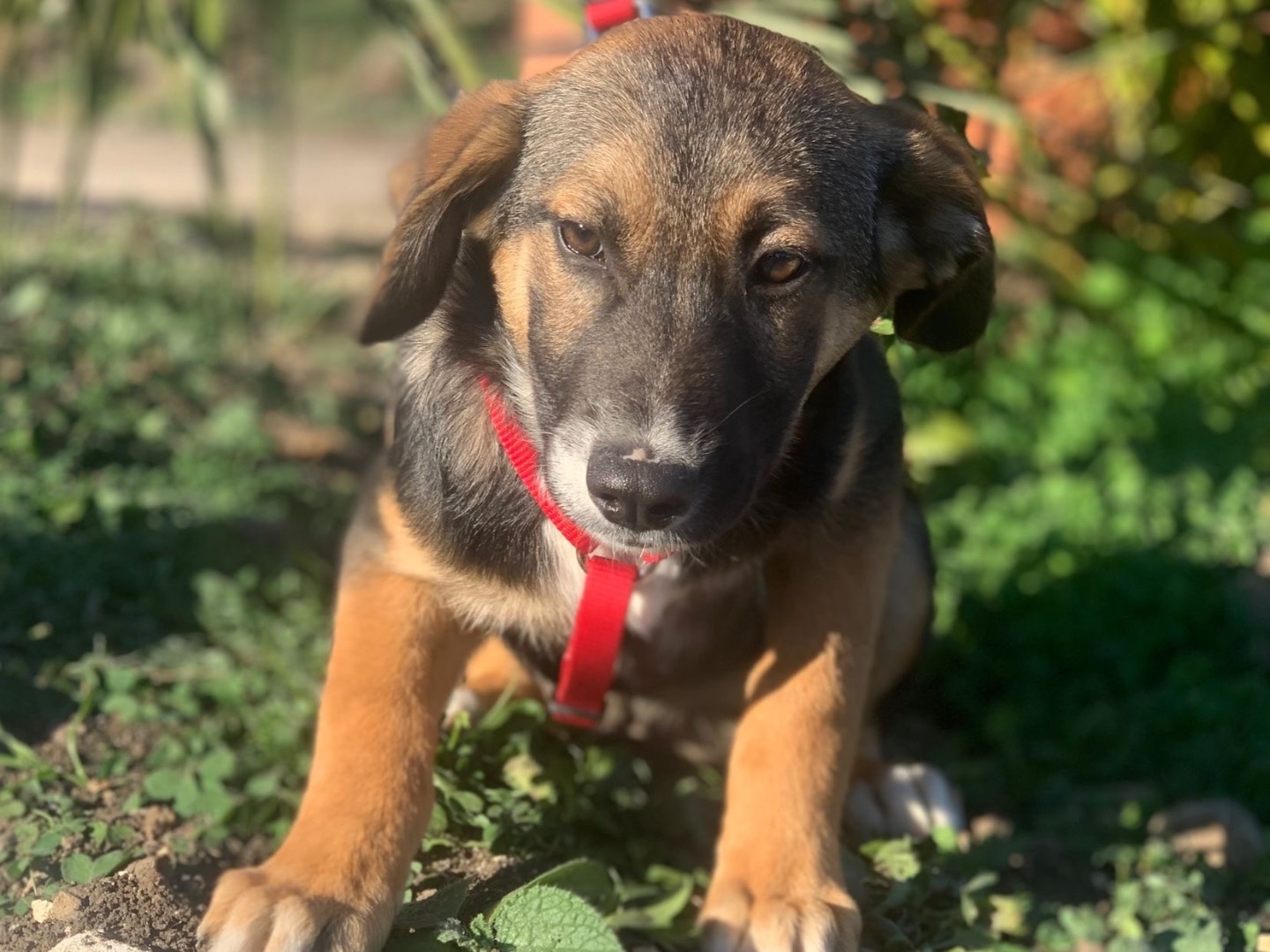 Adotta un cane, taglia media contenuta, maschio, Siracusa