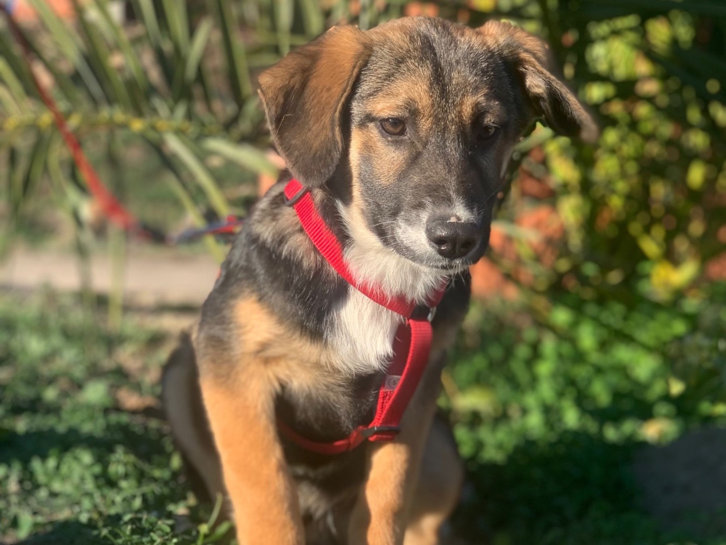 Vuoi adottare un cane a Siracusa?