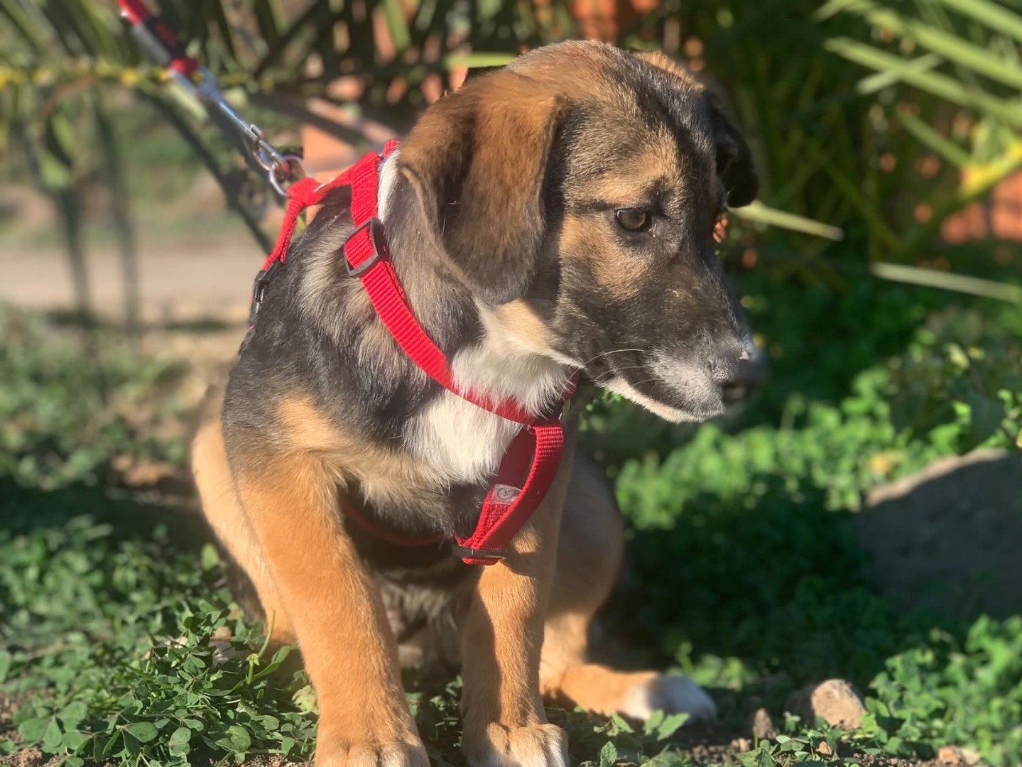 Adotta il cane Rolly a Siracusa