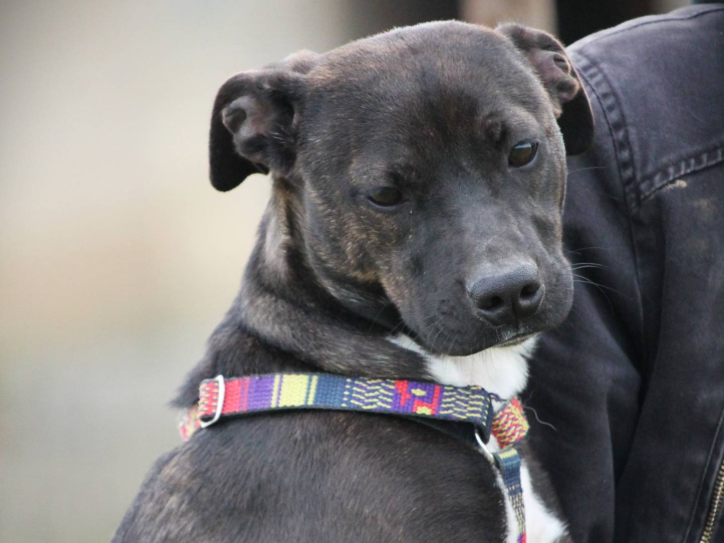 Adotta un cane, femmina, 1 anno e 11 mesi , Lecce