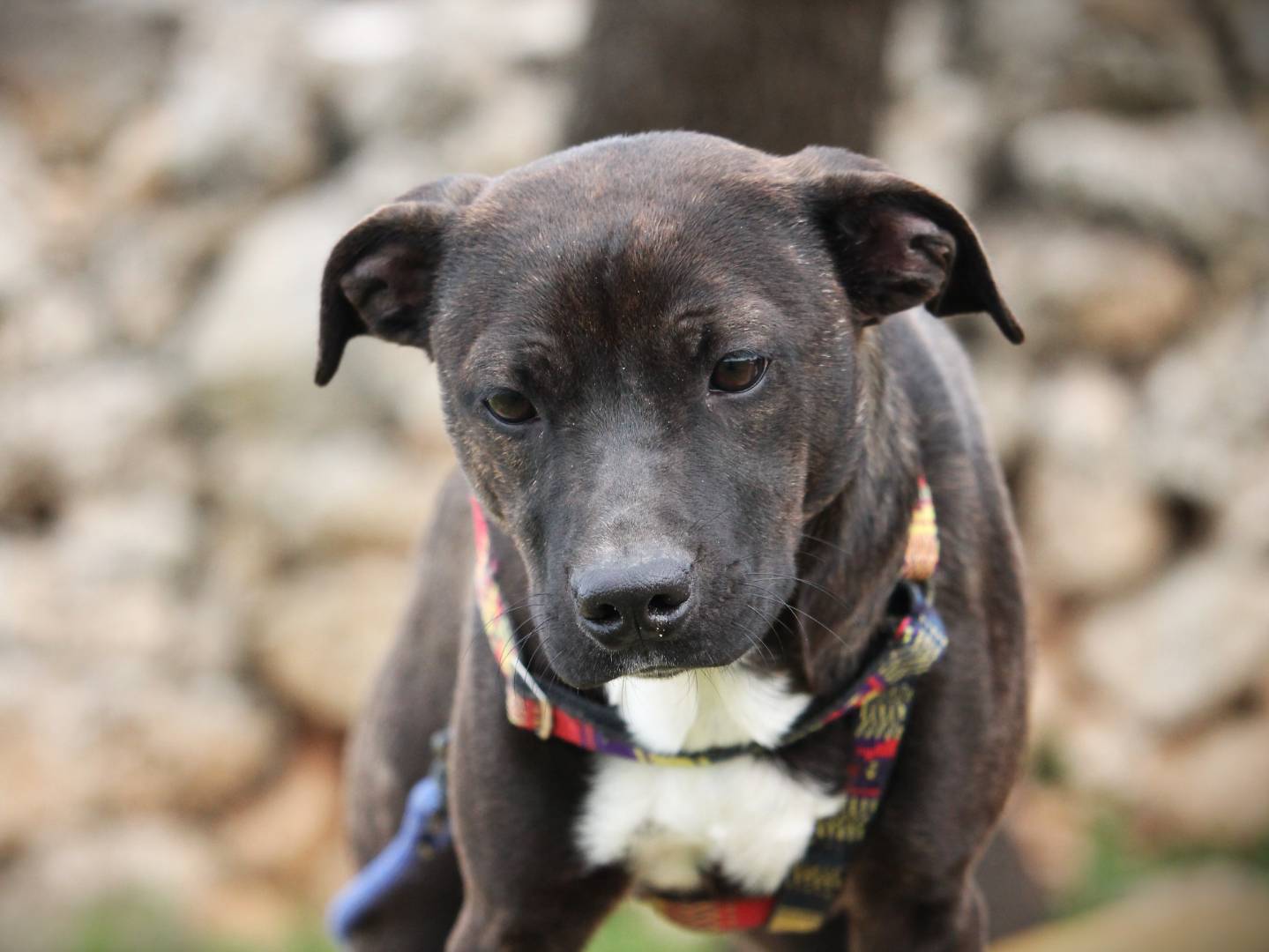 Adotta un cane, taglia media, femmina, Lecce