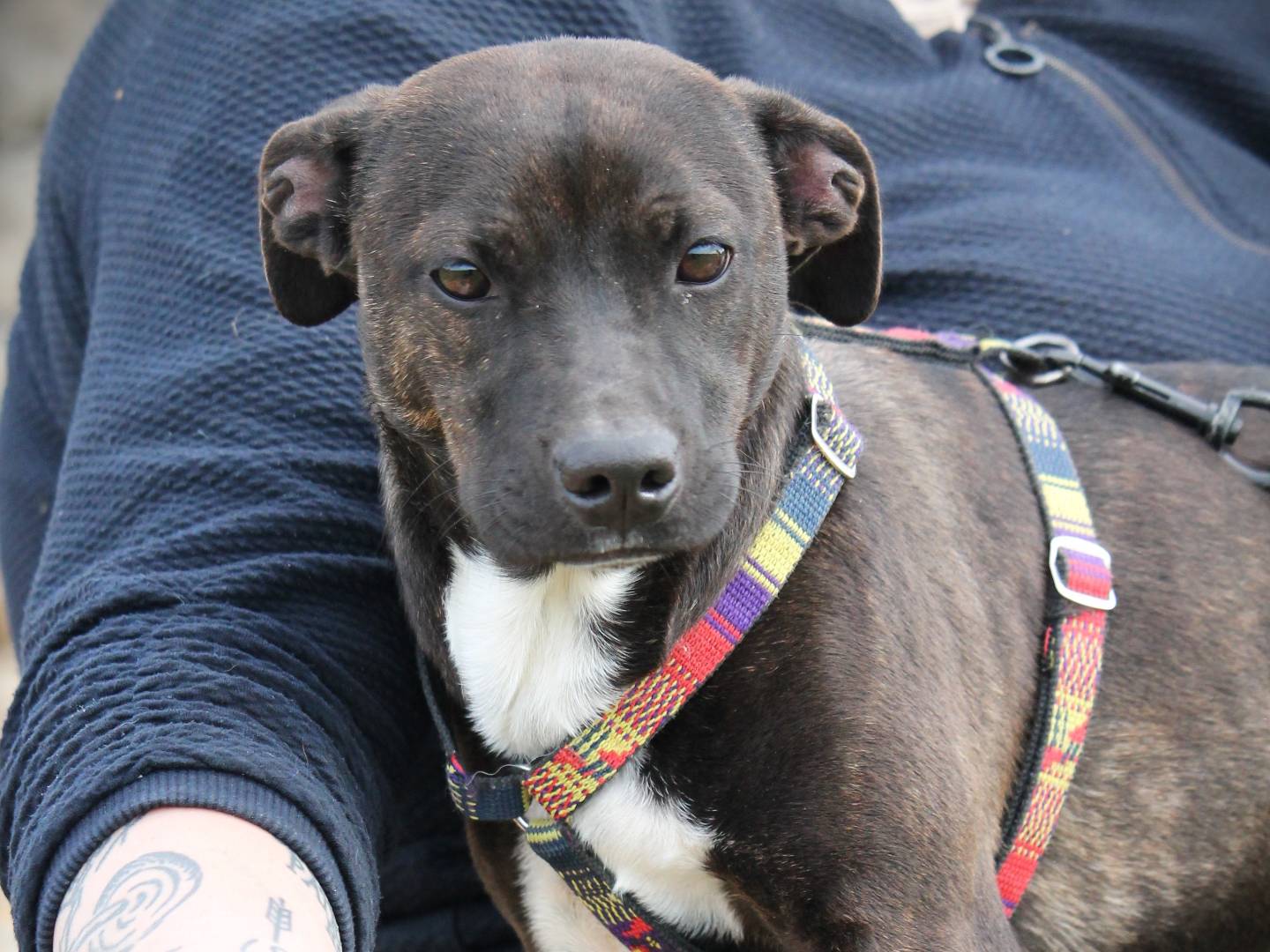 Vuoi adottare un cane a Lecce?