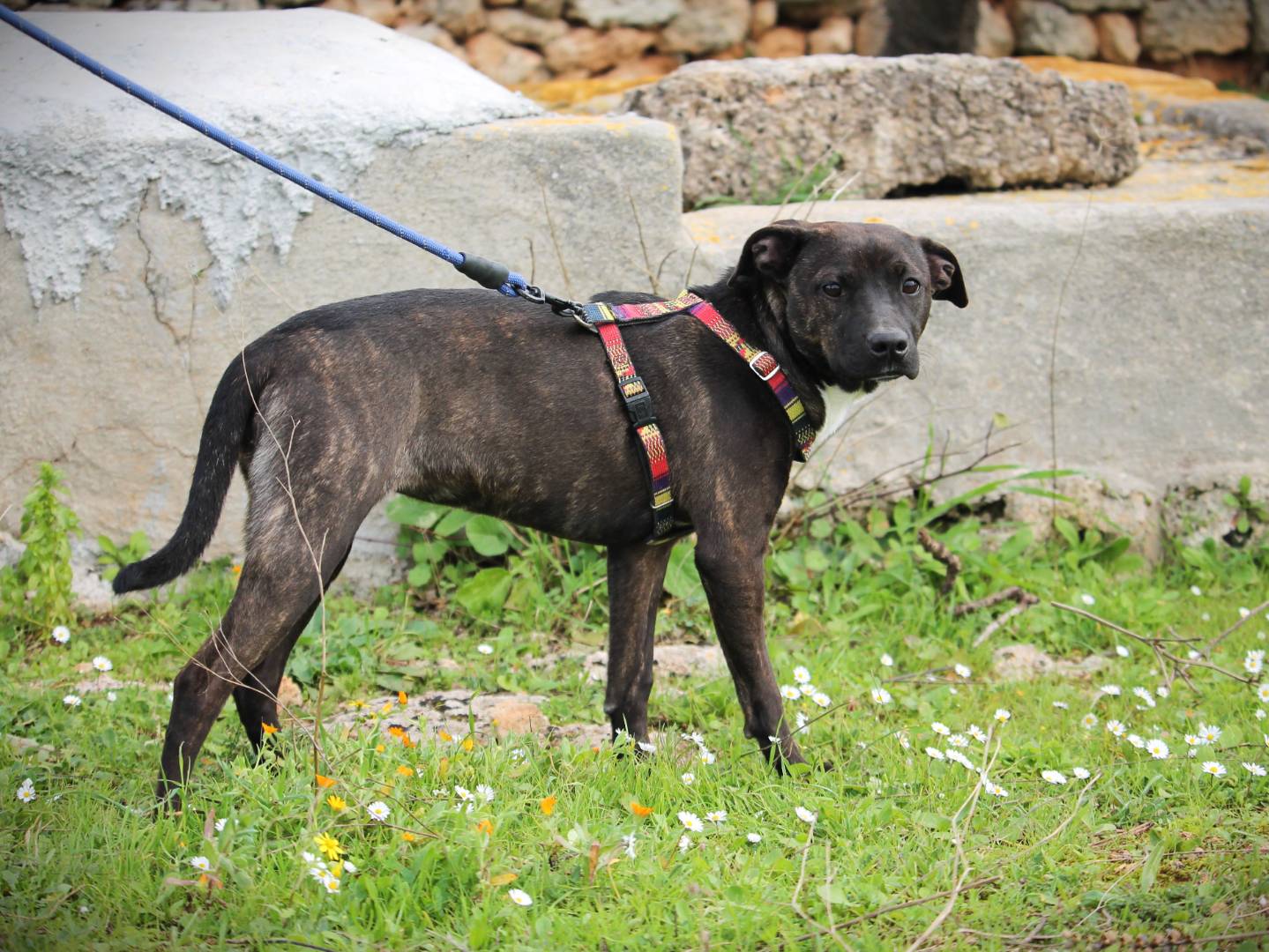 Adotta il cane Reina a Lecce