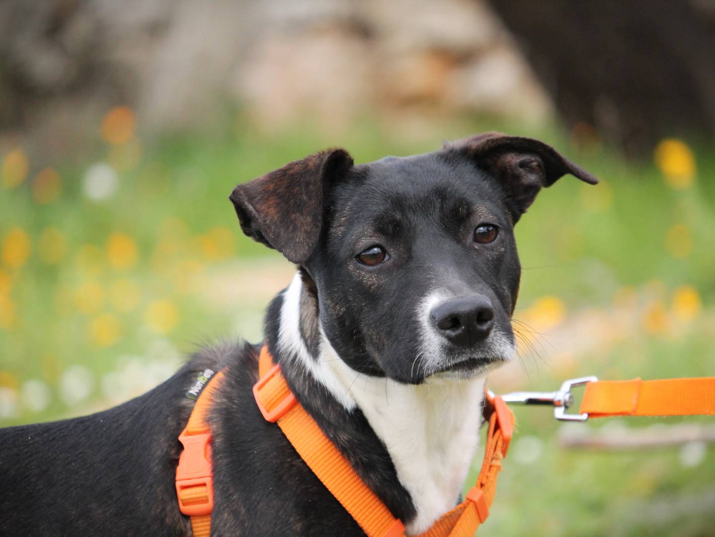 Adozione cane, femmina, American Staffordshire Terrier, 3 anni e 1 mese, taglia media, Lecce