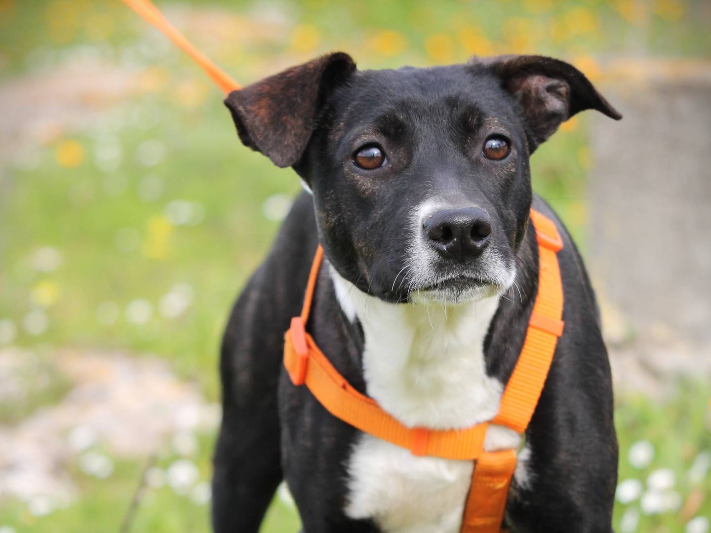 Adotta un cane, femmina, 3 anni e 1 mese, Lecce